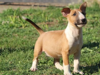 Bull terrier standard cuccioli