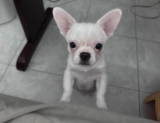 Chihuahua maschio