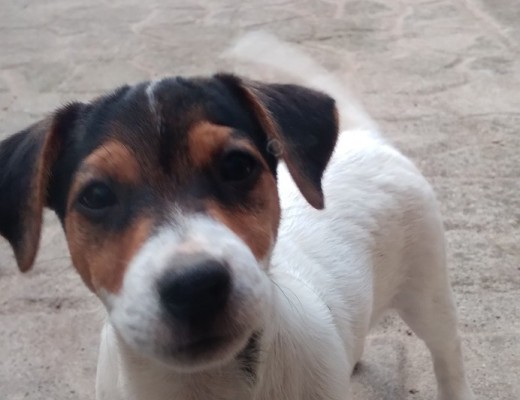 Jack Russell Terrier con Pedigree