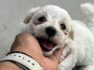 Cuccioli maltese