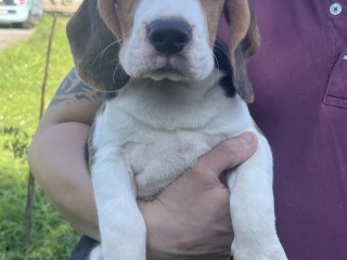 Cuccioli di Beagle