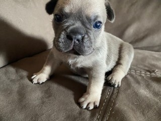 Vendo cuccioli di bulldog francese