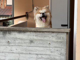 Vendo akita inu