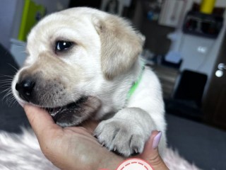 Cuccioli di Labrador di razza pura in cerca di una nuova casa