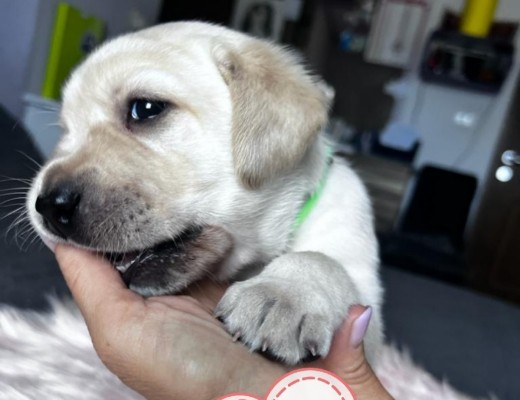 Cuccioli di Labrador di razza pura in cerca di una nuova casa