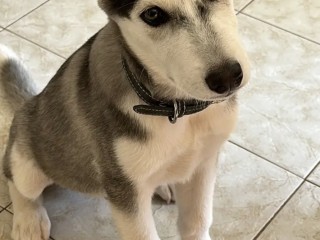 Siberuan Husky