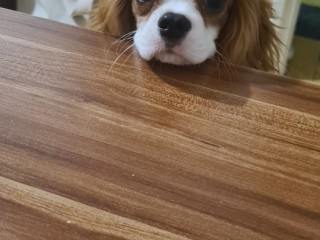 Cavalier King Charles Spaniel