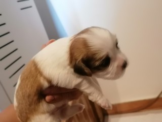 Cuccioli shihtzu