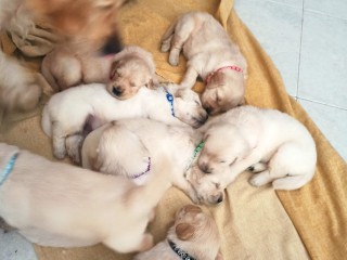 Cuccioli Golden Retriever