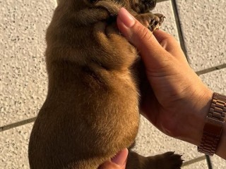 Vendo cucciola di bulldog francese