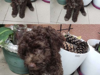 Lagotto Romagnolo cuccioli in vendita