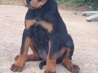 Cuccioli rottweiler