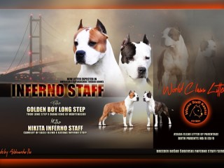 Staffordshire terrier americano