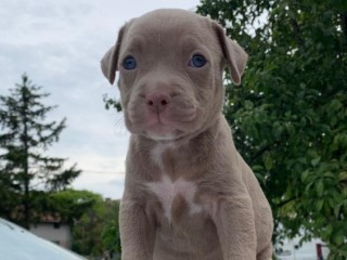 Pitbull cuccioli in vendita