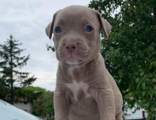 Pitbull cuccioli in vendita