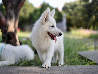 Pastore Svizzero Bianco cuccioli in vendita