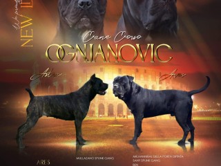 Cane Corso cuccioli in vendita