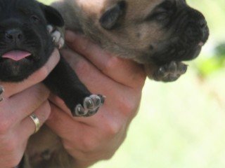 Cane Corso cuccioli in vendita