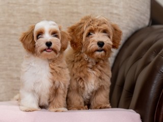 Havanese Bichon cuccioli