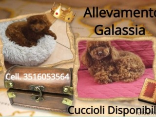 Cuccioli Barboncini Toy