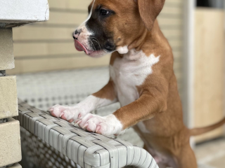 Cucciolo di Amstaff