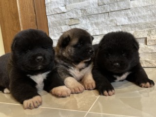 Cuccioli di Akita Americano