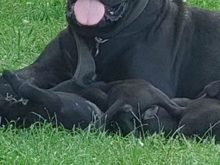 Cane Corso cuccioli in vendita