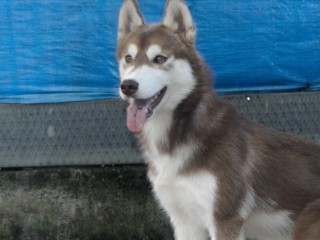 Cucciole Siberian husky