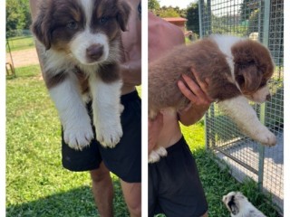 Cuccioli di pastore australiano