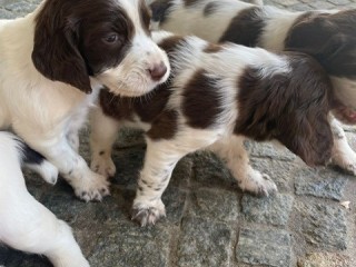 Cuccioli springer spaniel