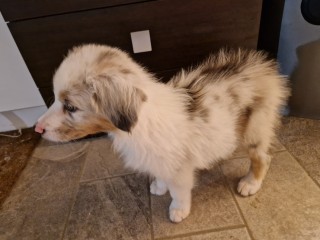 Australian Shepherd