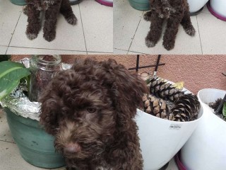 Lagotto Romagnolo cuccioli in vendita