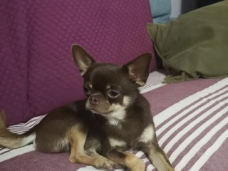 Lucky chihuahua stallone