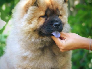 Chow chow cucciolo in vendita