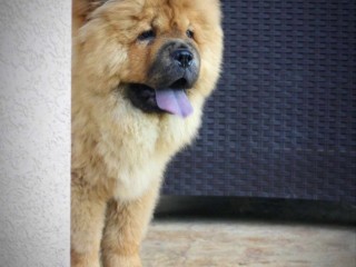 Chow chow cuccioli in vendita