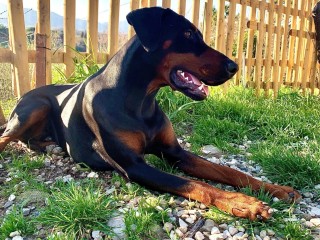 DOBERMANN per accoppiamento