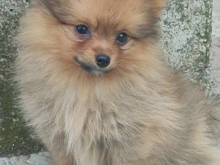 Spitz di Pomerania cuccioli