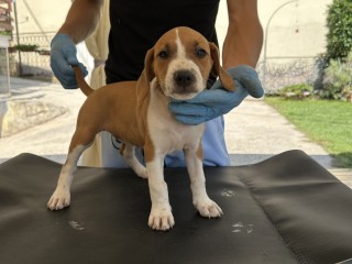 Cuccioli incrocio Pitbull