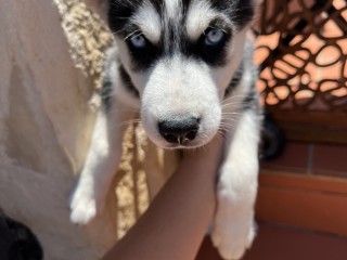 Cucciola di husky cerca casa