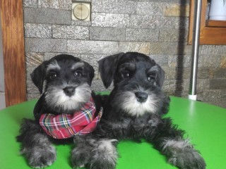 Schnauzer nano cuccioli