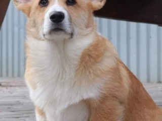 Corgi gallese Pembroke cuccioli