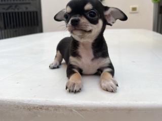 Chihuahua femmina con pedigree