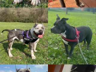 Cuccioli di American Bully