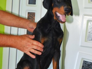 Doberman Cuccioli TOP