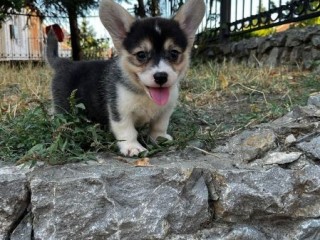 Corgi gallese Pembroke cuccioli in vendita