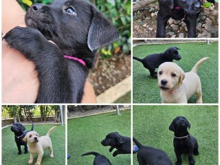 Cuccioli di labrador