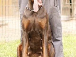 Doberman cuccioli in vendita