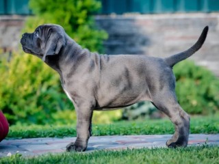 Cane Corso cuccioli RACCOMANDAZIONE