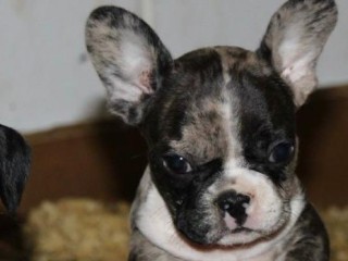 Bulldog francese ESOTICO cuccioli