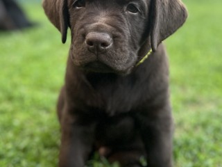 Labrador Retriever Chocolate/Neri